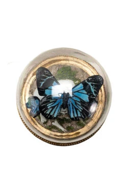 Butterfly Skull Cloche -Vampirefreaks Sale Store terrarium